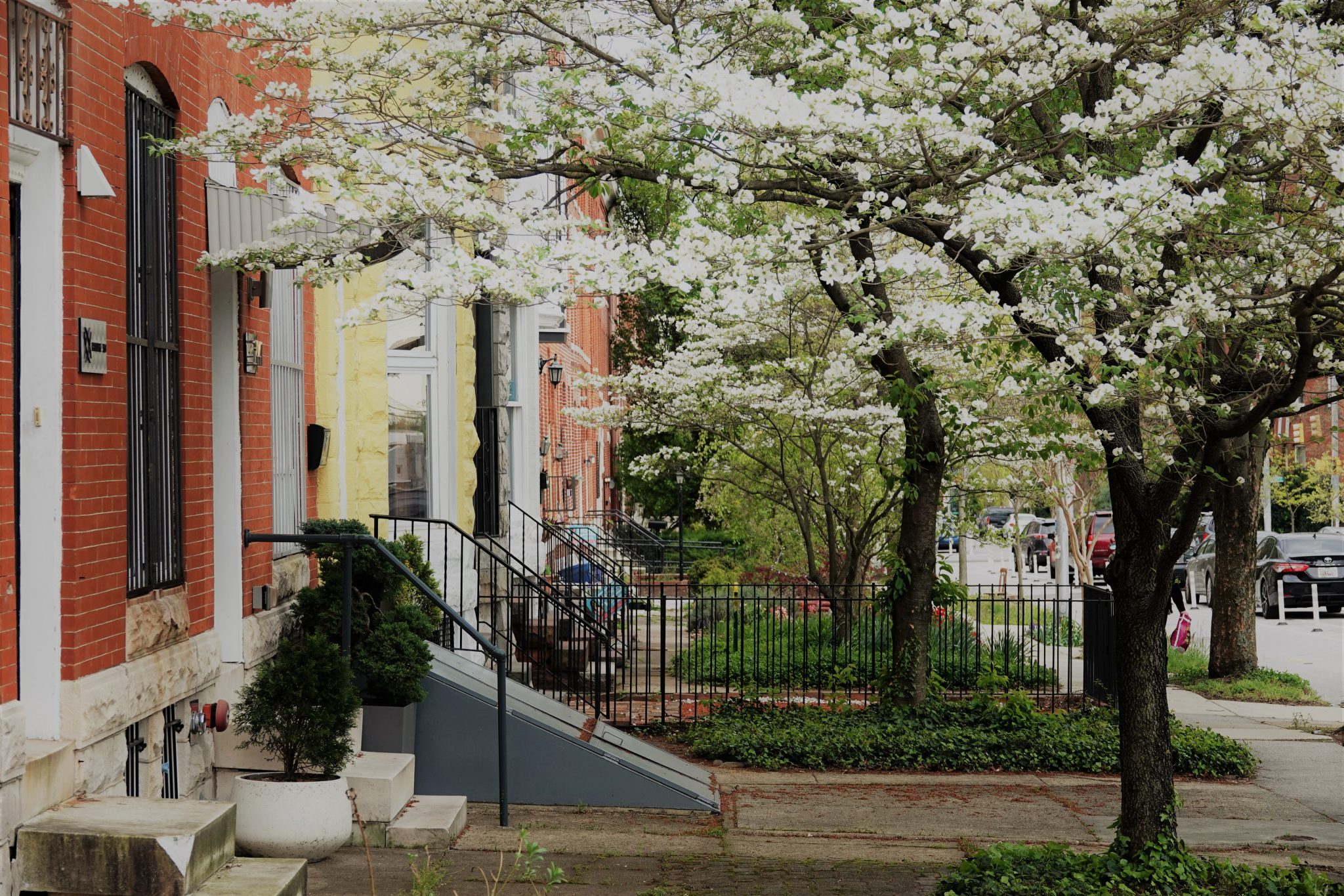 A spring tree in bloom in front of rowhomes